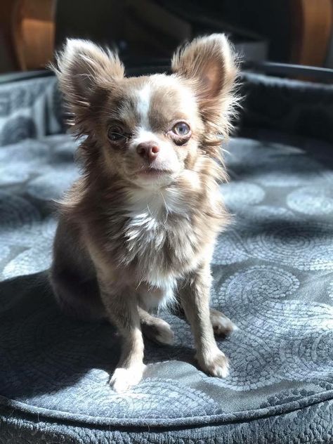 Longhair Chihuahua, Blue Chihuahua, Tiny Chihuahua, Teacup Chihuahua Puppies, Baby Chihuahua, Chihuahua Puppies For Sale, Long Haired Chihuahua, Teacup Chihuahua, Animals Amazing