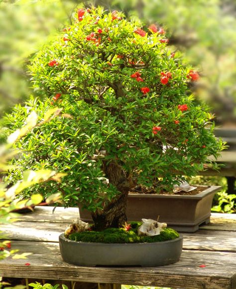 Bonsai Orange Tree Bonsai Orange Tree, Moss Gardens, Bonsai Fruit Tree, Bonsai Trees For Sale, Miniature Village, Indoor Fairy Gardens, Bonsai Tree Care, Bonsai Seeds, Plantas Bonsai