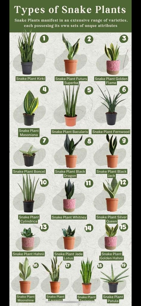 Different Types Of Snake Plants, Snake Plant Types, Snake Plant Varieties Chart, Sansevieria Plant Types, Snake Plant Decor Ideas, Types Of Snake Plants, Snake Plant Decor, Snake Plant Indoor, Snake Plant Varieties