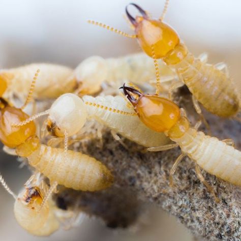 How to Get Rid of Termites | Planet Natural Termite Prevention, Wood Termites, Termite Damage, Household Pests, Bug Control, Termite Control, Pest Management, Insect Control, Pest Control Services