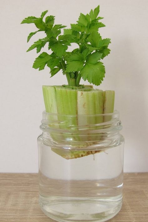 Fresh, homegrown vegetables are just a few steps away with these easy regrowing methods. This article features 17 vegetables that you can regrow indoors with just water, providing detailed instructions for each. Learn how to transform kitchen scraps into new plants, ensuring a steady supply of fresh produce. Whether you're looking to save money, reduce waste, or simply enjoy gardening, these tips will help you create a thriving indoor vegetable garden. Regrow Vegetables From Scraps, Indoor Vegetable Garden, Regrow Celery, Repurpose Leftovers, Homegrown Vegetables, Regrow Vegetables, Dragon Fruit Plant, Kitchen Scraps, Kitchen Windowsill