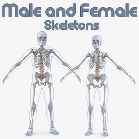 Male and Female Bodies with Skeletons Collection 3D Model #AD ,#Bodies#Female#Male#Model Anatomy Female, Anatomy Male, Female Skeleton, Skeleton Body, Hair Salon Logos, Skeleton Model, Man Anatomy, Human Skeleton, Real Model