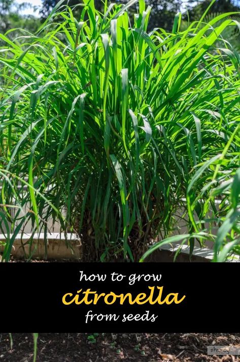 Citronella Grass Plant, How To Grow Citronella Plants, Citronella Plant Planters, Plants From Seeds, Repel Mosquitos, Citronella Plant, Plants That Repel Bugs, Mosquito Repelling Plants, Chicken Food