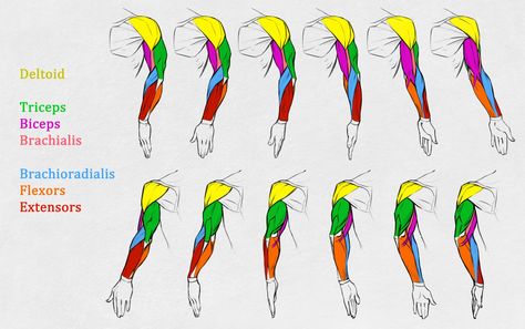 Arm Anatomy Labeled, Arm Anatomy Simplified, Arm Anatomy For Artists, Arm Muscles Anatomy Women, Arm References Muscle, Arm Muscles Anatomy Reference, Arms Muscles Anatomy, Arm Muscles Drawing, Arm Anatomy Reference