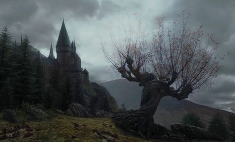 First September, Whomping Willow, Anime Sasuke, Forbidden Forest, Harry Potter Wall, Harry Potter Background, Us Forever, Magical Tree, Hogwarts Aesthetic