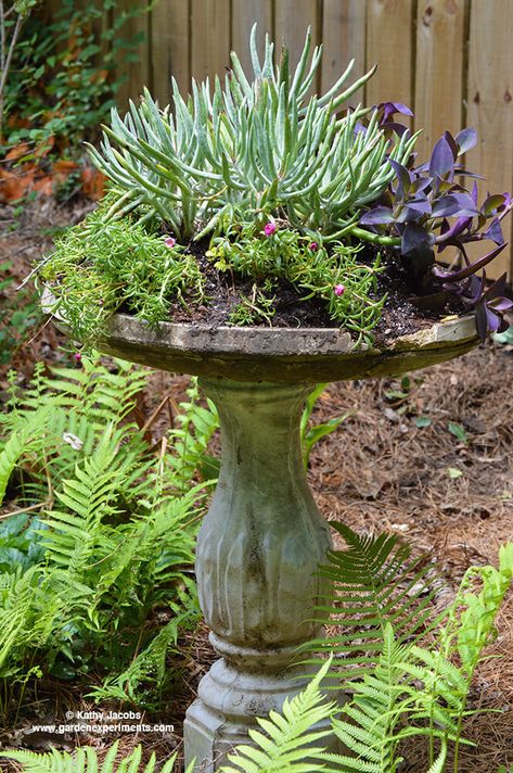 Plants In Bird Bath, Succulents In Bird Bath, Old Bird Bath Ideas, Birdbath Planter Ideas, Birdbath Planter, Bird Bath Planter, Succulent Garden Outdoor, Potted Plants Patio, Succulent Landscape Design