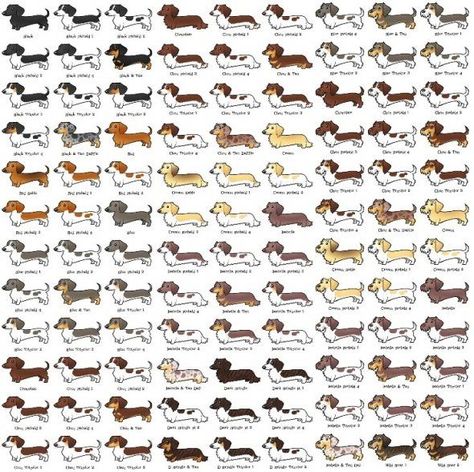 12 Facts Dachshund Lovers Know By Heart Dachshund Colors, Dachshund Jewelry, Dapple Dachshund, Dachshund Art, Weiners, Doxie Dogs, Info Graphic, Dachshund Gifts, Weenie Dogs