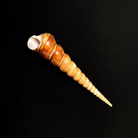 "You will receive one beautiful natural Auger Screw Sea Shell (Turritella Terebra) display specimen! These gorgeous natural Auger Turret Snail sea shells are between 4\" - 6\" inches long. Natural Tower Screw sea shells are very beautiful and highly sought after by collectors and crafters alike. You will receive a randomly selected Auger Screw sea shell from our available inventory, see photos for an accurate example of the quality, size and colour. Asking price is very low for a beautiful, rare Fibonacci Art, Auger Shell, Collectible Display, Sea Snail, Snail Shell, Sea Animals, Crystal Gems, Displaying Collections, Sea Shell