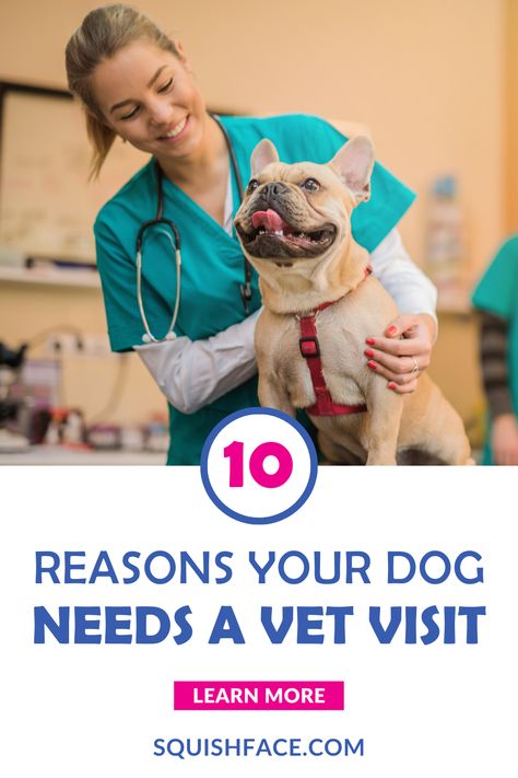 Dogs are wonderful family members and proper dog care requires more than an occasional dog grooming that's a nice brushing or nail trimming. A visit to the vet could be in order. Learn 10 reasons your dog should head to the vet to maintain your dog's health or prevent a serious issue as well as dog care tips you won't want to miss. Get these dog care tips and learn if a vet appointment needs to get on the calendar in this short blog post by Squishface. Read now! | dog care Wrinkle Dogs, Stinky Dog, Dogs Pictures, Dogs Tips, Nail Trimming, Dog Wellness, Dog Foods, Dogs Training, Dog Health Tips