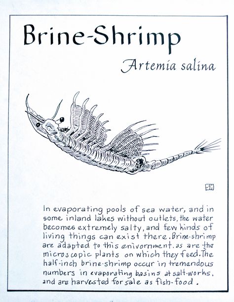 Brine-Shrimp (Artemia salina) Brine Shrimp Aquarium, Fairy Shrimp, Aqua Dragon, Ocean Themed Rooms, Ocean Stuff, Sea Monkeys, Information Board, Brine Shrimp, Water Creatures