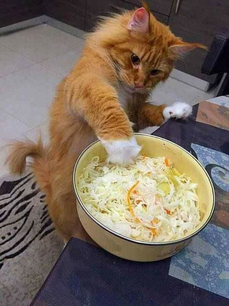 Orange Cats, Orange Tabby, Ginger Cats, Cute Kittens, Silly Cats, Orange Cat, Funny Animal Pictures, Tabby Cat, Cat Food