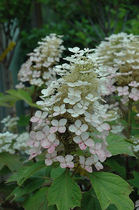 Alice Hydrangea (Hydrangea quercifolia 'Alice') at Oakland Nurseries Inc Alice Oakleaf Hydrangea, Oak Leaf Hydrangea, Nice Garden, Hydrangea Quercifolia, Oakleaf Hydrangea, Garden Courtyard, Planting Hydrangeas, Garden Shrubs, Moon Garden