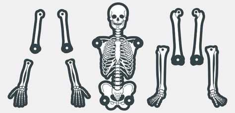 A printable human skeleton template with functioning joints. It prints over two A4 pages and measures approximately 60cm when constructed. Printable Skeleton Template, Halloween Sunday School, Skeleton Template, Life Size Skeleton, Kids Awards, Harvest Fest, Farm Preschool, Bone Crafts, Human Skeleton