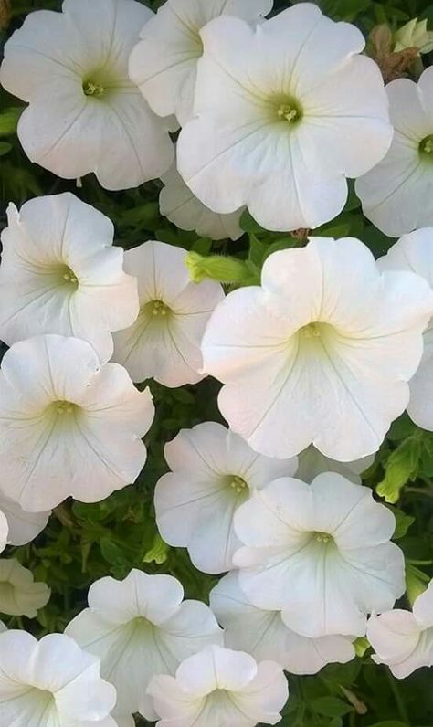 Morning Glory Flowers Bouquet, Morning Gray Flower, White Morning Glory Flowers, Morning Glory Flowers In Hanging Basket, Morning Glories Flowers, Morning Glory Flowers Wallpaper, White Morning Glory Tattoo, Morning Glory Flowers Aesthetic, Morning Glory Aesthetic