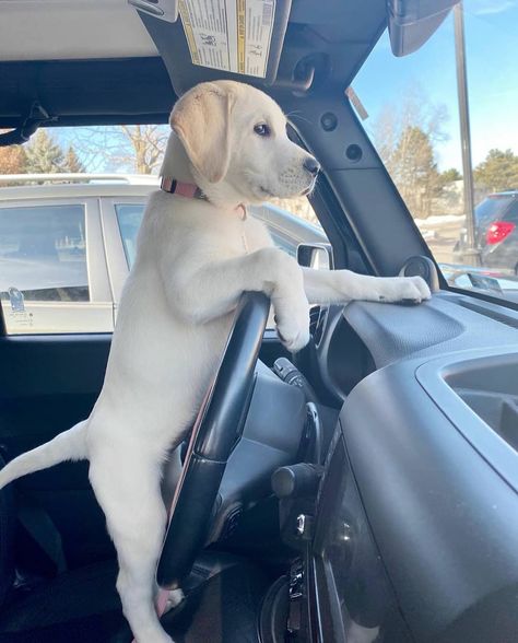 Get in human we're going for a ride! ... Labrador Retriever Facts, Labrador Retriever Training, Fox Red Lab, Uber Driver, Labrador Retriever Puppies, Behavior Problems, One Pic, Nascar, Golden Retriever