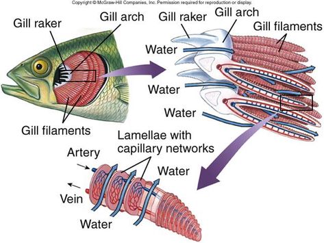 rasheeda:                                       Respiration ... Fish Unit Study, Anaerobic Respiration, Science Boards, Biology Facts, Chemistry Lessons, Animal Cell, Plant Cell, Body Tissues, Circulatory System