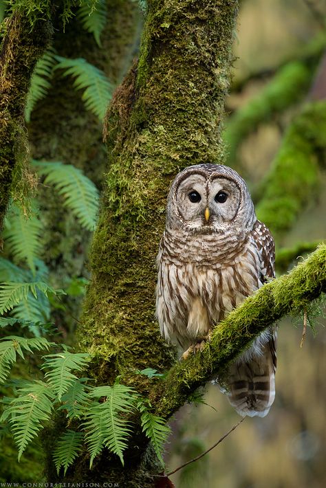 Barred Owl by www.connorstefanison.com Pacific Northwest Owls, Forest Owl, Owl Photography Amazing Photos, Barred Owl Tattoo, Barred Owl Photography, Owl Photography, Barred Owl, Owl Photos, Hoot Owl