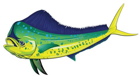 Mahi Mahi. Vector detailed illustration of a Mahi mahi in full color. Vector file is layered for easy customization vector illustration Mahi Mahi Tattoo Design, Mahi Mahi Illustration, Mahi Mahi Drawing, Mahi Mahi Fish, Ceramic Fish Plate, Mahi Fish, Fish Pictures, Bass Fishing Shirts, Fish Clipart