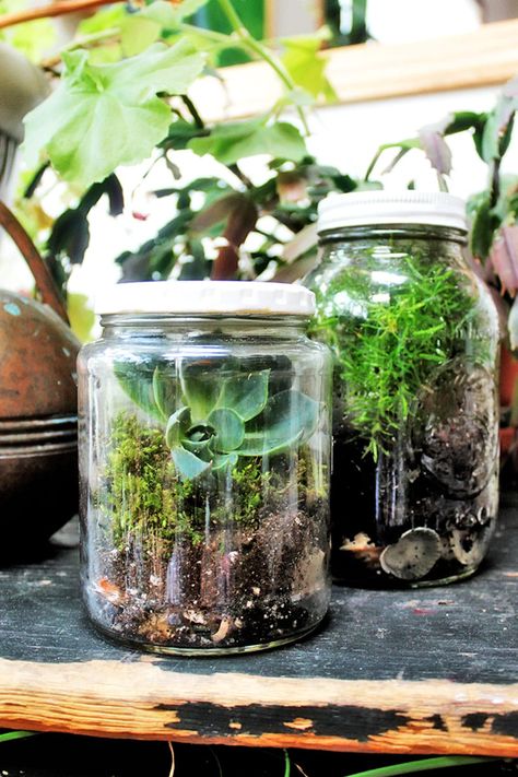 Make: A DIY Mason Jar Terrarium Diy Terrarium Mason Jar, Small Mason Jar Ideas, Jar Terrarium Diy, Earth Friendly Crafts, Mason Jar Gift Ideas, Jar Gift Ideas, Mason Jar Terrarium, Jar Terrarium, Build A Terrarium