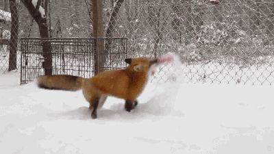 Everything Fox 🐾           - Here’s a fox playing in snow Fox Stimboard, Fox Playing, Fox Gif, Playing In Snow, Ethiopian Wolf, Fox Girl, September 10, April 20, Warrior Cats