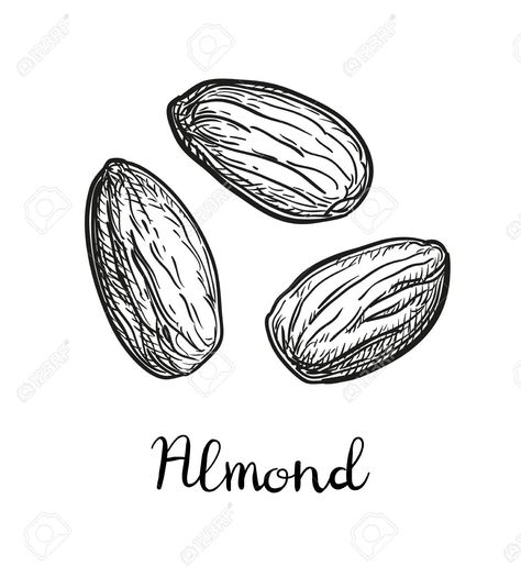 Ink sketch of almond. Vector illustration. , #spon, #sketch, #Ink, #almond, #illustration, #Vector Almond Tattoo, Almond Illustration, Sketch Ink, Christmas Bookmarks, Ink Sketch, Ink Illustrations, Pen Art, Flat Illustration, Tattoo Inspo