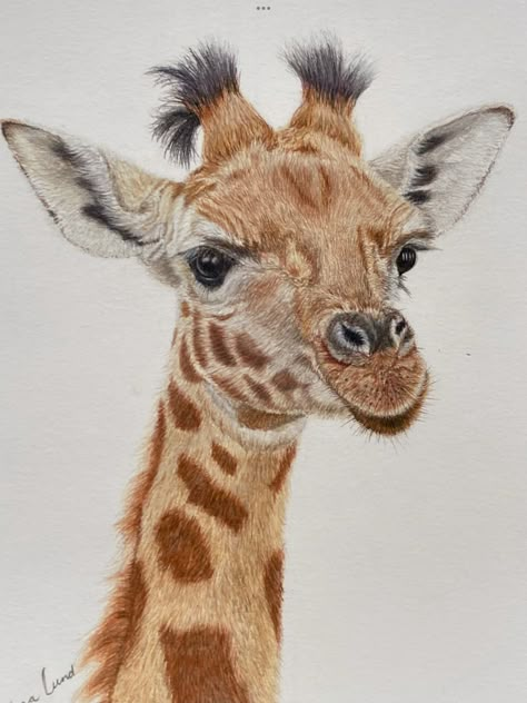 Animal Pencil Colour Drawing, Colour Pencil Animals, Colored Pencil Drawing Animals, Color Pencil Animals, Animal Drawings Colour, Realistic Animal Drawings Colour, Wild Animals Drawing, Colored Pencil Artwork Ideas, Giraffe Colors