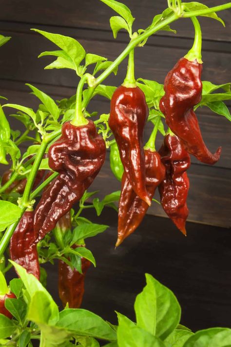 Here’s a complete guide to growing ghost pepper plants (Bhut Jolokia) in containers. Besides red ghost peppers, you’ll learn about yellow ghost chillies, peach, white and so many other colorful varieties. And, be sure to download your resource list for even more help with growing ghost peppers. Habanero Recipes, Growing Hot Pepper, Indoor Plant Lights, Bhut Jolokia, Pepper Plant, Pepper Salsa, Red Ghost, Inktober 2023, Ghost Pepper