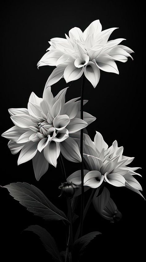 Flowers petal plant white. | premium image by rawpixel.com Black White Flowers Aesthetic, Flowers In Black And White, Flower Reference Black And White, Black And White Photography Flowers, Dark And White Aesthetic, Black And White Flowers Aesthetic, White Iphone Wallpaper Aesthetic, Black And White Flowers Wallpaper, Black Flower Background