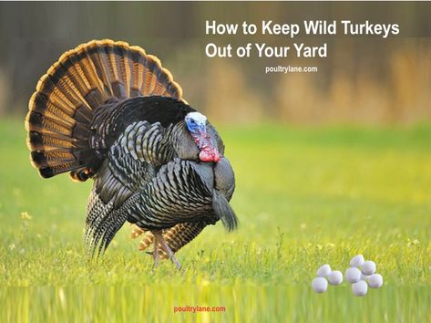 Chicken Feeders, Dig Gardens, Berry Bushes, Wild Turkey, Better Homes And Garden, Tall Trees, Grass Seed, Garden Fence, Western Movies