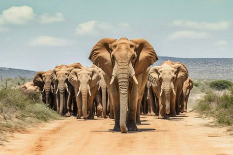 A herd of majestic elephants in the wild Elephants Illustration, Herd Of Elephants, Elephant Illustration, In The Wild, The Wild, Hd Wallpaper, Royalty Free Stock Photos, Elephant, For Free