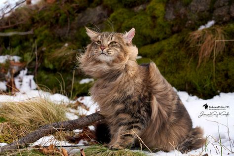 Brown Cats, Warrior Cats Comics, Cat Expressions, Cat Anatomy, Warrior Cat Oc, Cats Rule, Cat Reference, What Cat, Norwegian Forest