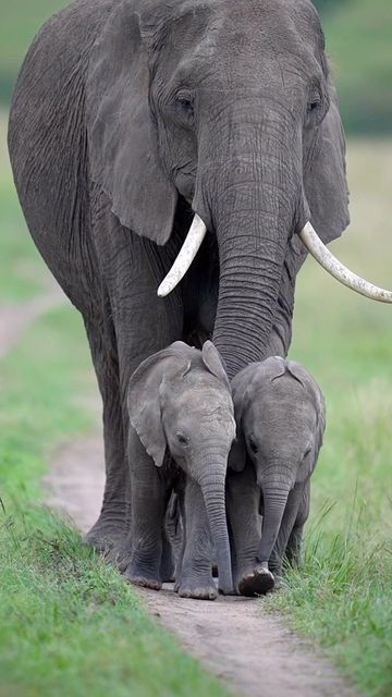 Regnul Animal, Elephant Pictures, Elephants Photos, Baby Elephants, Animal Wildlife, Elephant Love, Majestic Animals, African Elephant, Cute Wild Animals