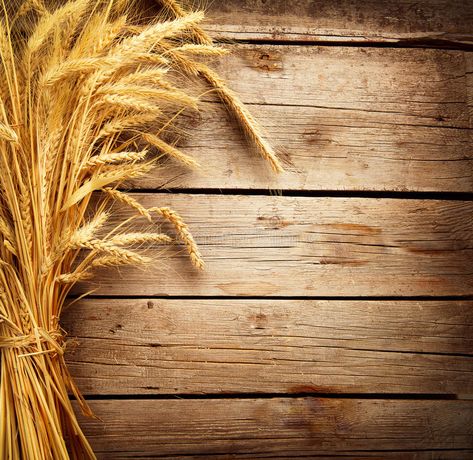 Wheat Ears. On the Wooden Table. Harvest concept , #affiliate, #Wooden, #Ears, #Wheat, #concept, #Harvest #ad Mother Earth Living, Product Photography Studio, Photography Studio Background, Aesthetic Rooms, Studio Background, Wood Background, Destiel, Background For Photography, Photography Backdrops