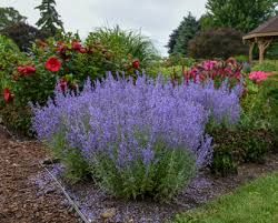 Proven Winners Perennials, Russian Sage, Sage Garden, Sage Plant, Landscape Design Plans, Low Maintenance Landscaping, Proven Winners, Blooming Plants, Hardy Plants