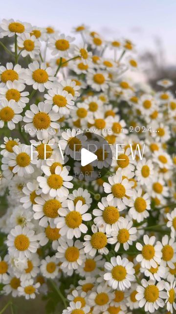 Shelby Wallace | Flowers on Faussett on Instagram: "🌸flowers I’m growing in 2024 — part 3🌸 This delicate daisy-looking flower is called feverfew. It’s hands down one of my favorite flowers and will always be on my grow list. It’s small, but mighty, is super hardy, and will give your bouquets and arrangements a whimsical feel. A few tips on growing feverfew: ✨ There are many varieties of feverfew. I prefer the traditional ‘Vegmo Single’ because it’s more hardy and a more reliable bloomer than other varieties I’ve tried. ✨ This can be planted in the fall and will overwinter without cover here in SE Michigan (I’m on the border of zone 5b/6a). ✨Try starting feverfew a few different ways, that way you can potentially extend your feverfew blooming window. Feverfew that is fall planted will Instagram Flowers, Small But Mighty, On The Border, Favorite Flowers, Fall Plants, In The Fall, That Way, Bouquets, Michigan