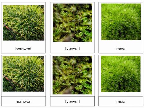 Plants And Their Names, Plants With Names, Aerial Plants, Terrestrial Plants, Plants Names, Montessori Science, Kingdom Plantae, Montessori Elementary, Folder Games