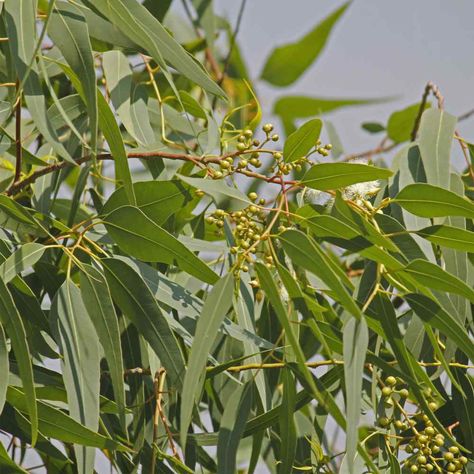 Drought Tolerant Eucalyptus Citriodora Lemon Bush Garden Plant Seed Eucalyptus Camaldulensis, Bush Garden, Eucalyptus Globulus, Lemon Eucalyptus, Eucalyptus Tree, Fragrant Plant, Plant Spacing, Tree Seeds, Parts Of A Plant