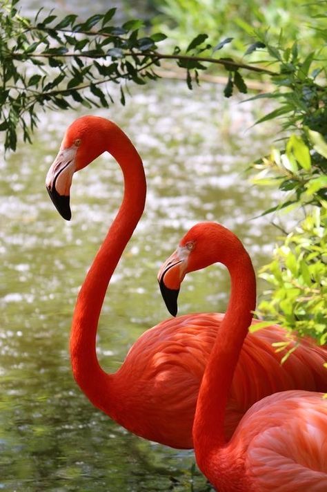 Flamingo Pictures, Flamingo Photo, Flamingo Wallpaper, Flamingo Bird, Flamingo Art, Pink Bird, Nature Birds, Exotic Birds, Pretty Birds