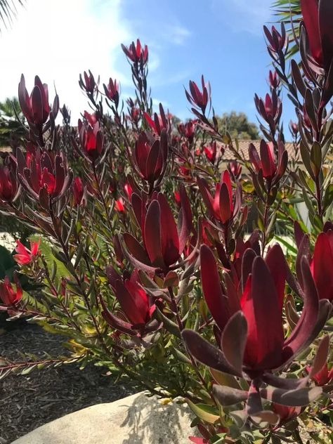 Leucadendron Safari Sunset - 6 Caring tips & Propagation Guide 2 California Landscaping, Safari Sunset, Plant Landscape, Floral Design Classes, Flower Fragrance, Natural Fertilizer, Sunset View, Pot Plant, Flower Care