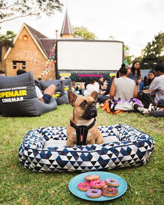 Dog-friendly Openair Cinema Perth - March 9 | Australian Dog Lover Australian Dog, Dog Spa, Dog Grooming Salons, Backyard Movie Nights, Dog Cafe, Outdoor Cinema, Craft Fairs Booth, Backyard Movie, Pet Day