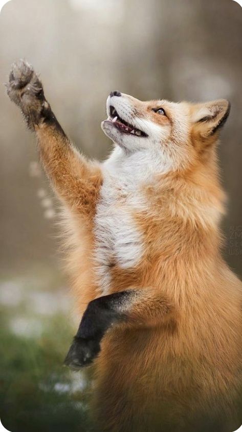 Happy Fox, Fox Pictures, Fox Painting, Pet Fox, Pretty Animals, Cute Fox, Cute Animal Photos, Dundee, Red Fox