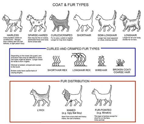 COAT & FUR TYPES Animal Genetics, Cat Genetics, Cats Colors, Curly Cat, Draw Cats, Hairless Cats, Kitty Pics, Cat Drawing Tutorial, Cat Years