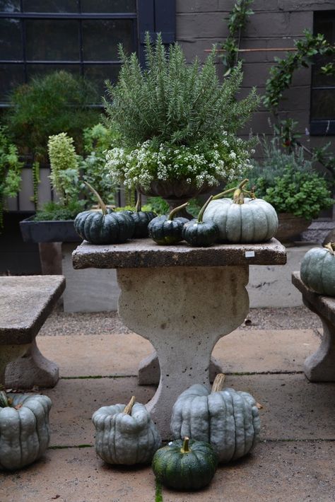 Image via Deborah Silver Fall Pots, Deborah Silver, Pumpkins And Gourds, Fall Container Gardens, Ornamental Cabbage, Witch Herbs, Fall Containers, Herb Gardens, Fall Planters