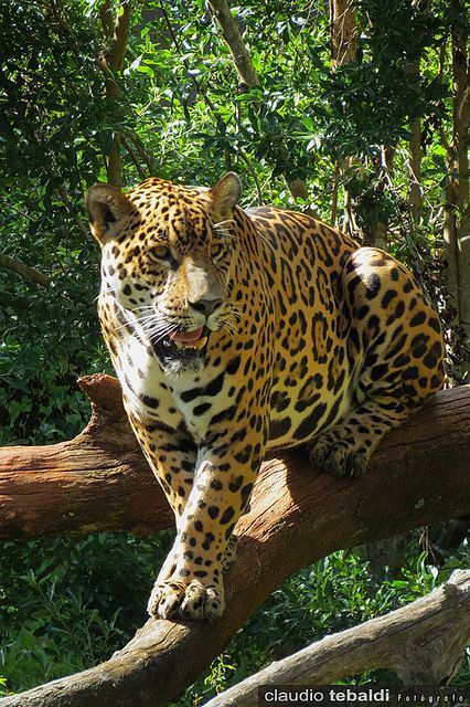 Onça-pintada ou Jaguar (Panthera onca) Small Wild Cats, Jaguar Animal, Full Hd 4k, Jungle Art, Professional Style, Video Recorder, Video Cameras, Digital Video, Large Cats