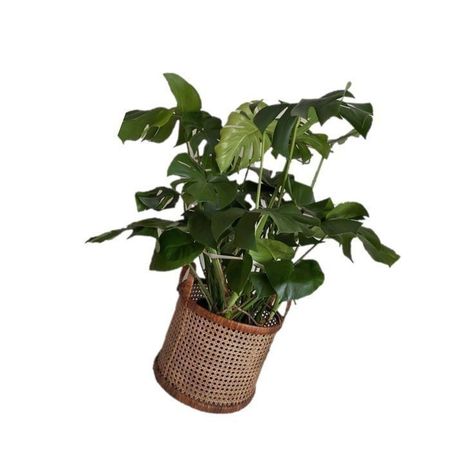 Plant Carrd Png, Plants Png Aesthetic, Plant Png Aesthetic, Forestcore House, Green Pngs Aesthetic, Plant Widgets, Green Pngs, Green Aesthetic Icon, Plant Icons