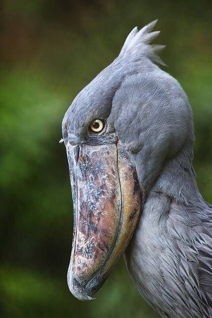 Twitter Shoebill Bird, Balaeniceps Rex, Shoebill Stork, Weird Birds, Tattoo Nature, Tattoo Animal, Animals Tattoo, Wallpaper Aesthetics, Creation Station