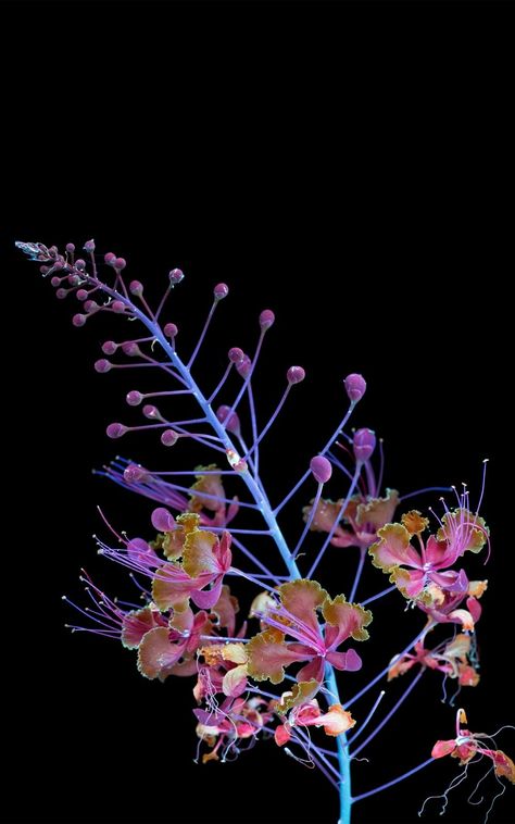 Pride Of Barbados, Uv Photography, Traditional Light, Neon Flowers, Digital Flowers, Flower Photos, Flowers Photography, Ultra Violet, Floral Art