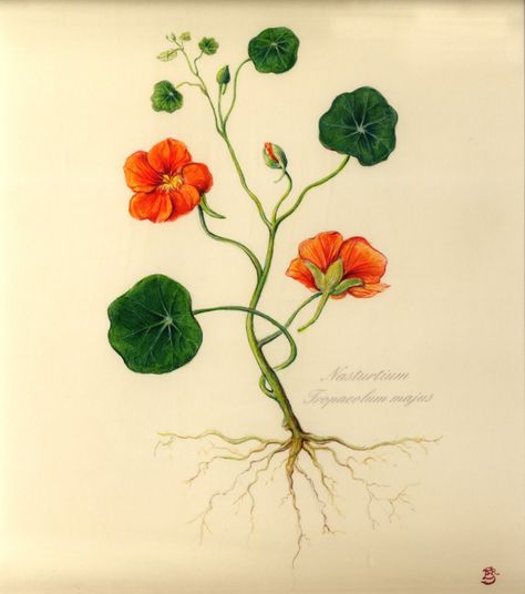 A "perennial" favorite: --A classic annual that appears perennially (from my scientific illustration days)... (This didn't scan as well as... Nasturtium Botanical Illustration, Nasturtium Flower Illustration, Nasturtium Drawing, Nasturtium Print, Nasturtium Tattoo, Tropaeolum Majus, Studio Illustration, Scientific Drawing, Botanical Vintage