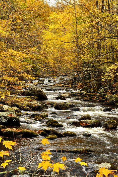 ***Stream in the fall (Smoky Mountains, North Carolina) by Betty Shelton 🍂🇺🇸 Dear Reference, Mountains Tennessee, Autumn Landscapes, Autumn Scenes, Smoky Mountain, Autumn Scenery, Pigeon Forge, Fall Pictures, Autumn Landscape