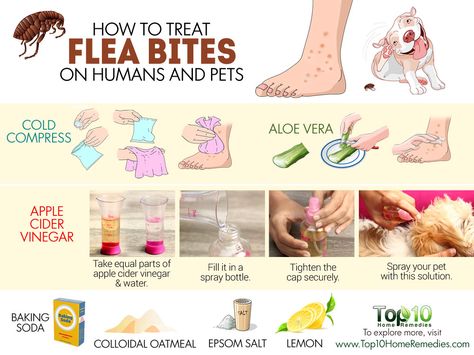 Flea Bites On Humans, Homemade Flea Spray, Dog Flea Remedies, Home Remedies For Fleas, Flea Remedies, Flea Repellent, Flea Spray, Top 10 Home Remedies, Dog Remedies